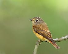 Ferruginous flycatcher httpsuploadwikimediaorgwikipediacommonsthu