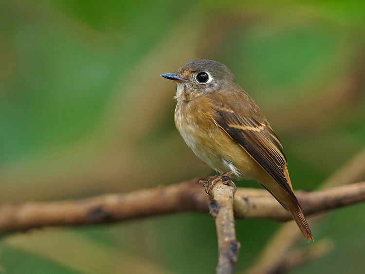 Ferruginous flycatcher Ferruginous Flycatcher Dairy Farm Nature Park Flickr