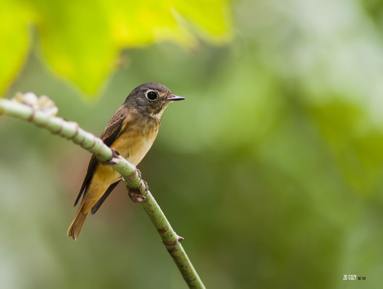 Ferruginous flycatcher Cozy Bird Photography Ferruginous flycatcher