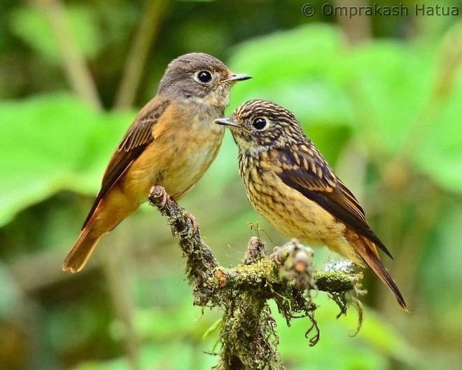 Ferruginous flycatcher Oriental Bird Club Image Database Ferruginous Flycatcher