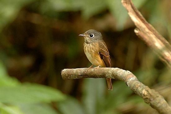 Ferruginous flycatcher Ferruginous Flycatcher BirdForum Opus