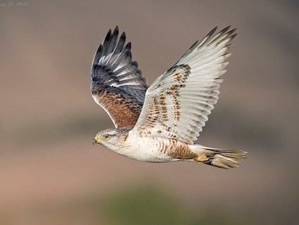 Ferruginous hawk Ferruginous Hawk Identification All About Birds Cornell Lab of