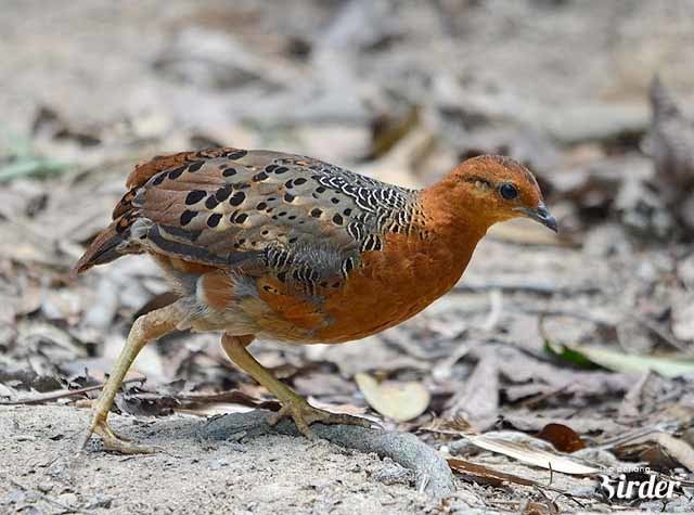 Ferruginous partridge Oriental Bird Club Image Database Ferruginous Partridge