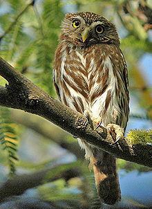 Ferruginous pygmy owl httpsuploadwikimediaorgwikipediacommonsthu