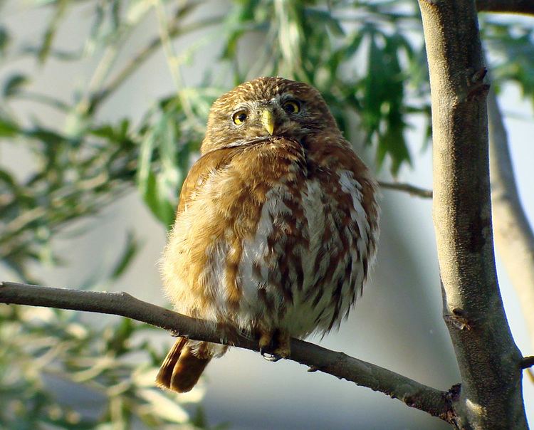 Ferruginous pygmy owl Laura39s Birding Blog Ferruginous PygmyOwl