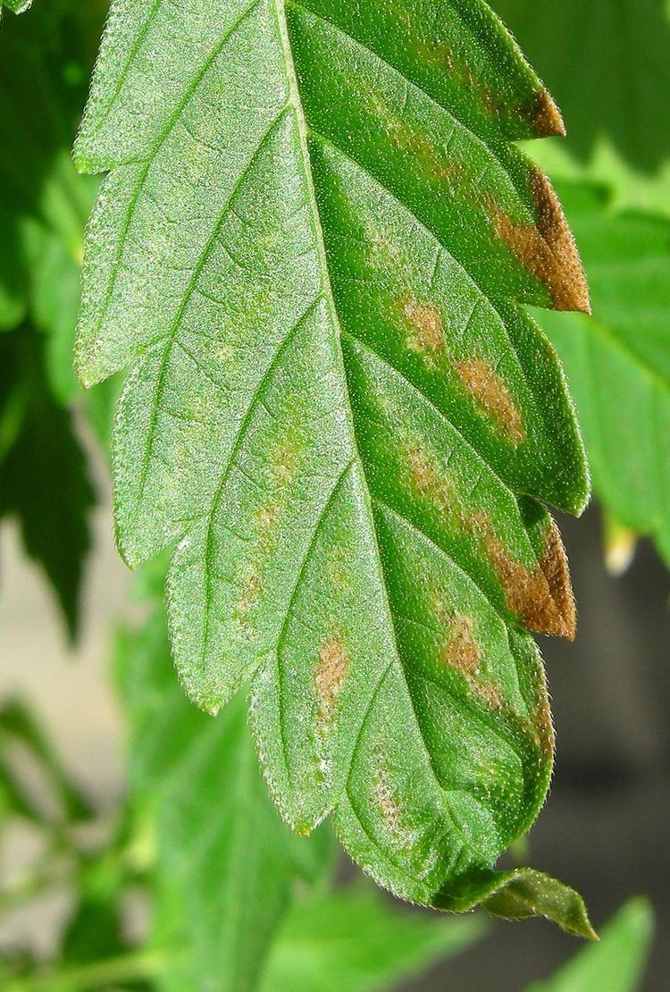 Fertilizer burn