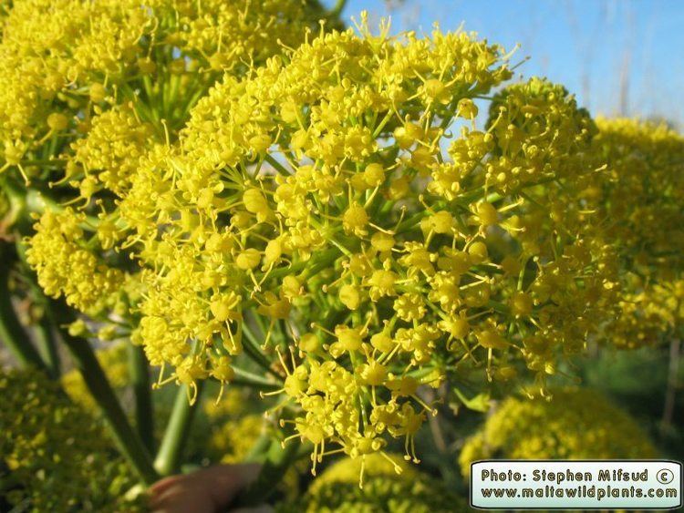 Ferula communis Wild Plants of Malta amp Gozo Plant Ferula communis Giant Fennel