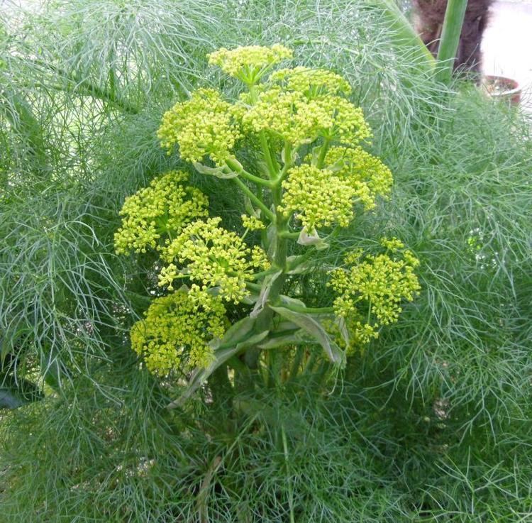 Ferula communis Buy Ferula communis Giant Fennel Buy Unusual Plants to plant