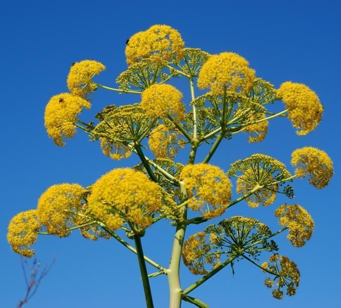 Ferula communis Buy Ferula communis Giant Fennel Buy Unusual Plants to plant