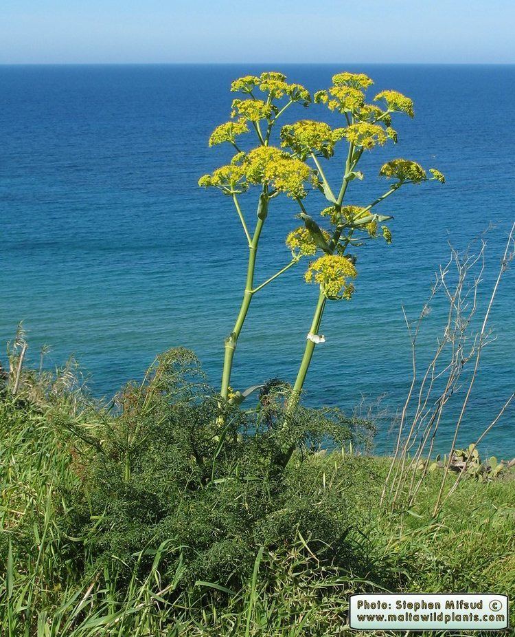 Ferula communis Wild Plants of Malta amp Gozo Plant Ferula communis Giant Fennel