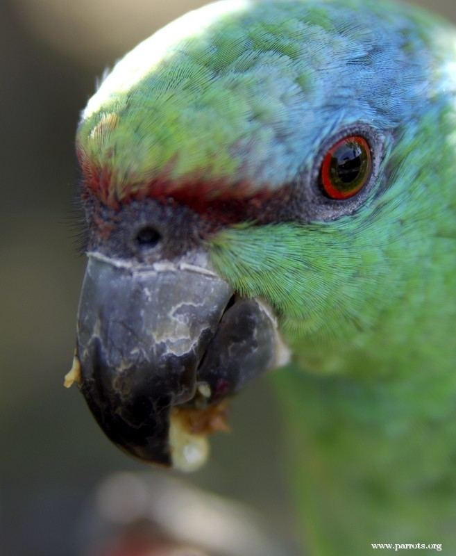 Festive amazon Southern Festive Amazon Amazona festiva Parrot Encyclopedia