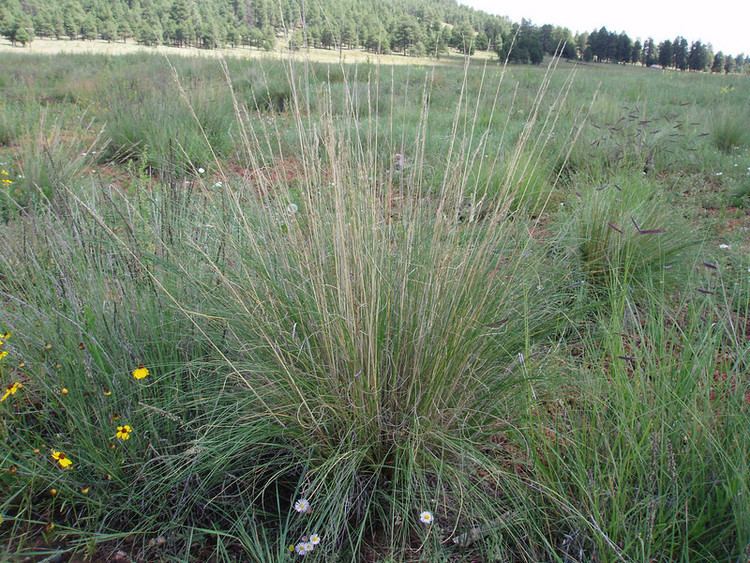 Festuca arizonica BLM AZ932 seedsofsuccess