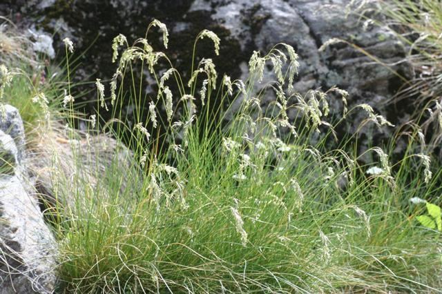 Festuca eskia Festucaeskia090620061JPG