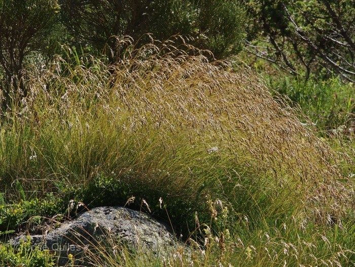 Festuca eskia Festucaeskiajpg