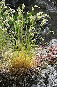 Festuca eskia Festuca eskia Wikipedia la enciclopedia libre