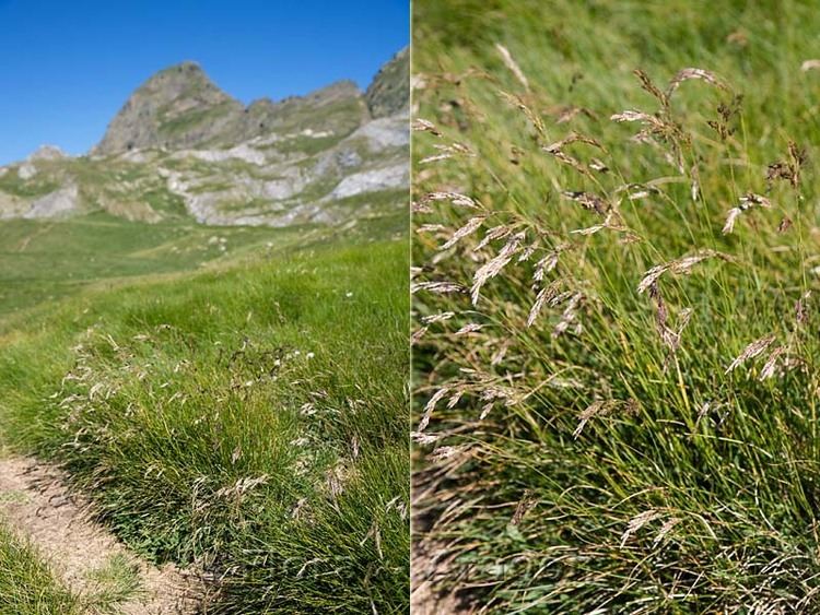 Festuca eskia Flora de Aragn Festuca eskia