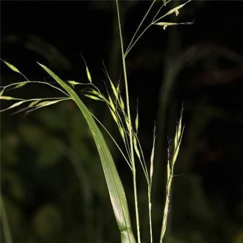 Festuca gigantea FESTUCA GIGANTEA SEEDS