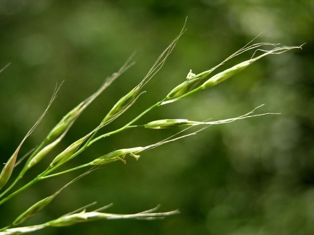 Festuca gigantea Giant Fescue Festuca gigantea Biopix photoimage 34794