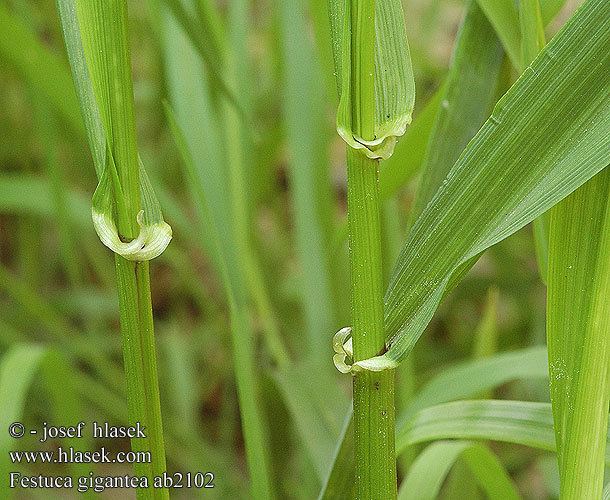 Festuca gigantea festuca gigantea get domain pictures getdomainvidscom