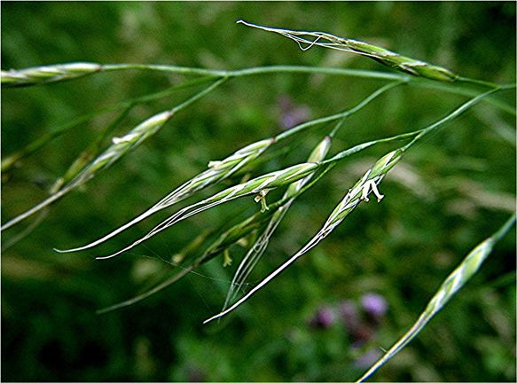 Festuca gigantea Festuca gigantea