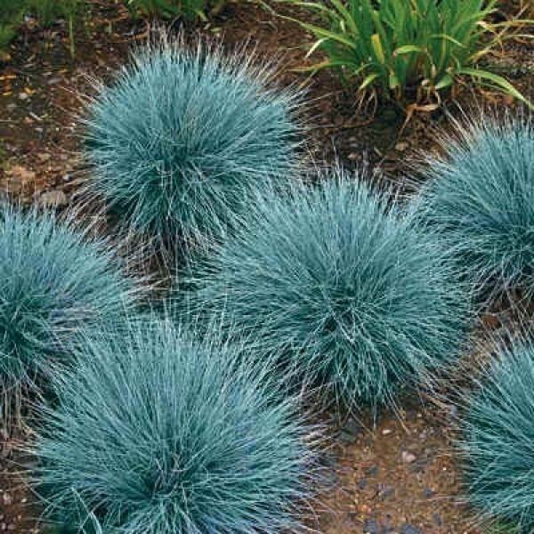 Festuca glauca Buy Blue Fescue Grass Seeds online Rarexoticseeds