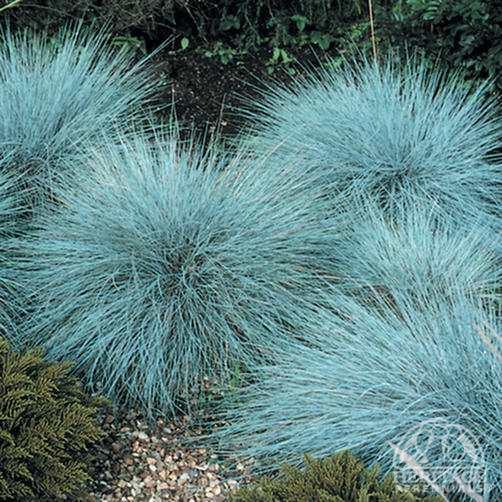 Festuca glauca Plant Profile for Festuca glauca Blue Glow Blue Fescue Perennial