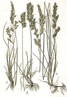 Festuca heterophylla httpsuploadwikimediaorgwikipediacommonsthu