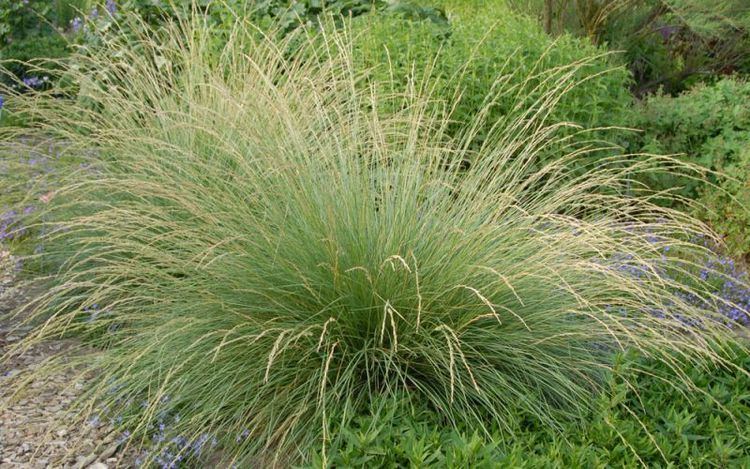 Festuca mairei Festuca Mairei August Plant of the Month at All Seasons