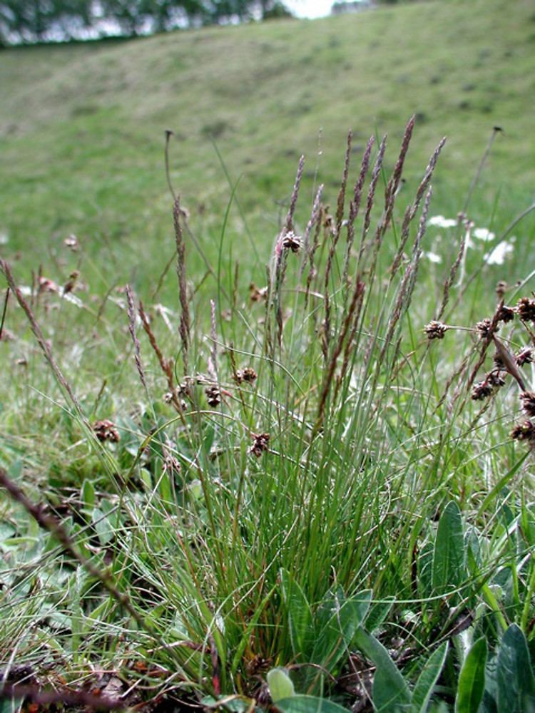 Festuca ovina Festuca ovina sheep fescue Go Botany