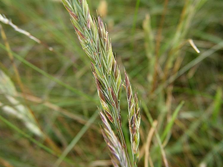 Festuca ovina Sheep39sfescue Festuca ovina NatureSpot