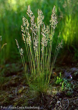 Festuca ovina Festuca ovina