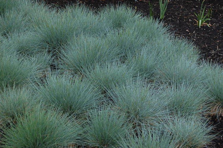 Festuca ovina Blue Fescue Grass Festuca Ovina Glauca Exotic Ornamental Grass