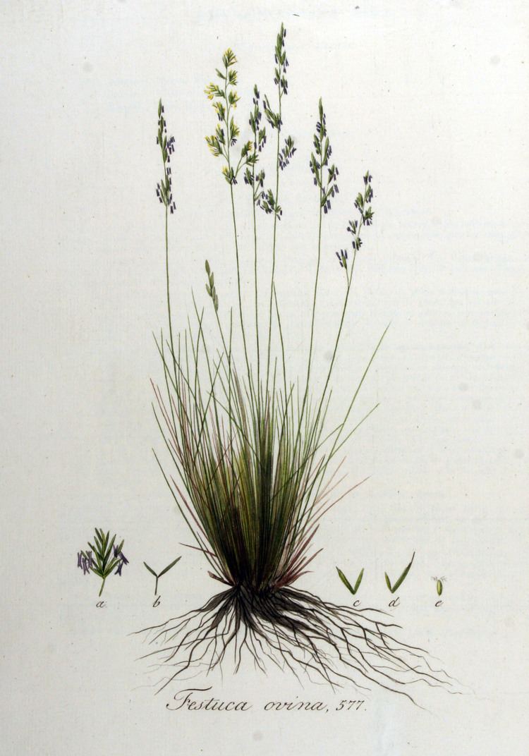 Festuca ovina Festuca filiformis Wikipedia