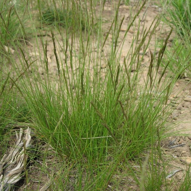 Festuca ovina Stevenson Intermountain Seed Festuca ovina