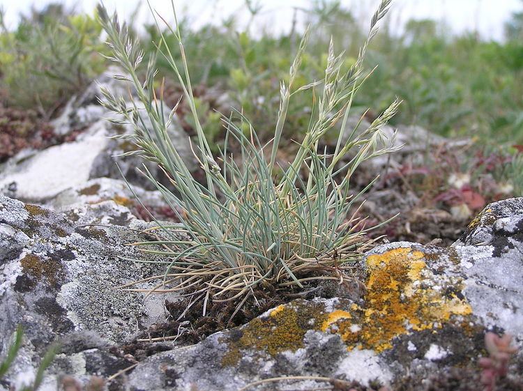 Festuca pallens - Alchetron, The Free Social Encyclopedia