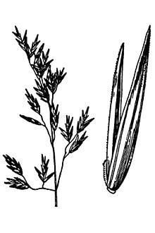 Festuca viridula httpsuploadwikimediaorgwikipediacommonsthu