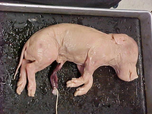 Fetal pig