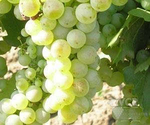Fetească albă Feteasca Alba Wine Information