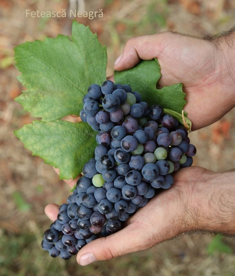 Fetească neagră Feteasca Neagra Grape varieties