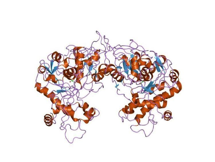 FGGY carbohydrate kinase family