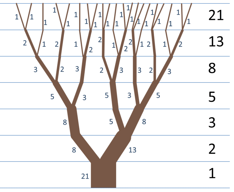 Fibonacci Fibonacci Tree Botanica Mathematica