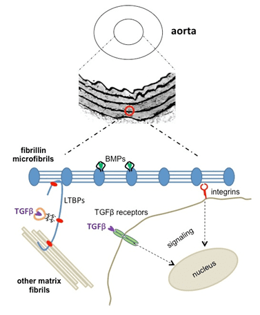 Fibrillin New method allows researchers to explore how fibrillin is assembled