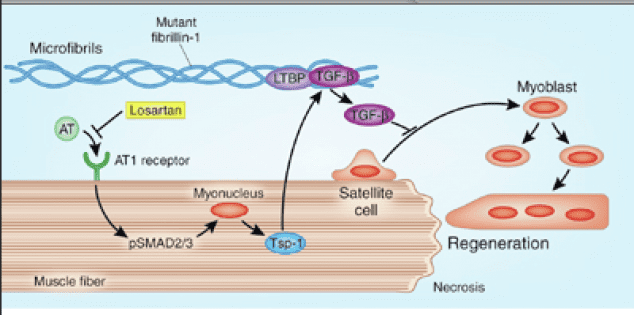 Fibrillin 1 Fibrillin Pathway FBN1 and Marfan Syndrome