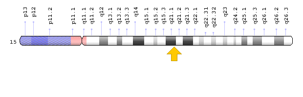 Fibrillin 1 FBN1 gene Genetics Home Reference