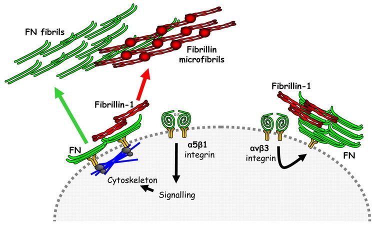 Fibrillin Fibrillin1 microfibril deposition is dependent on fibronectin