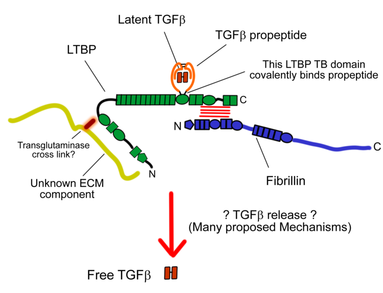 Fibrillin www2biochoxacukhandfordlabLTBPsummarypng