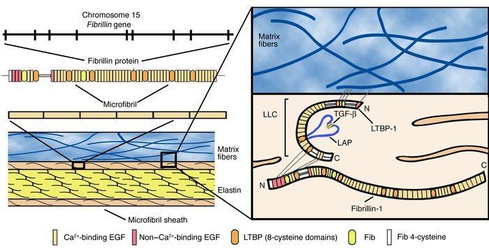 Fibrillin JCI Determination of the molecular basis of Marfan syndrome a