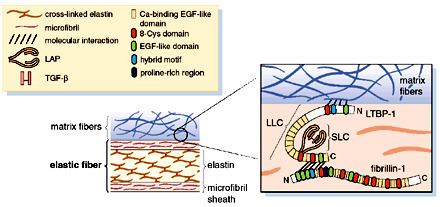 Fibrillin Fibrillin controls TGFbeta activation Nature Genetics