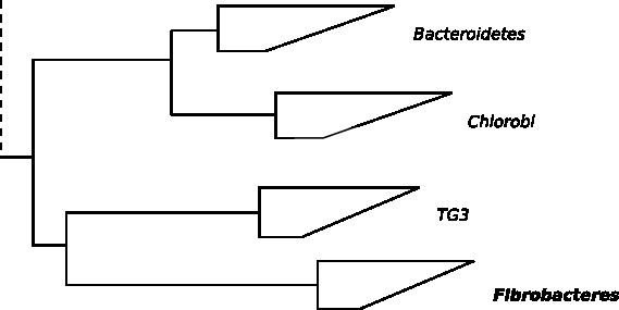 Fibrobacteres httpsuploadwikimediaorgwikipediacommons88