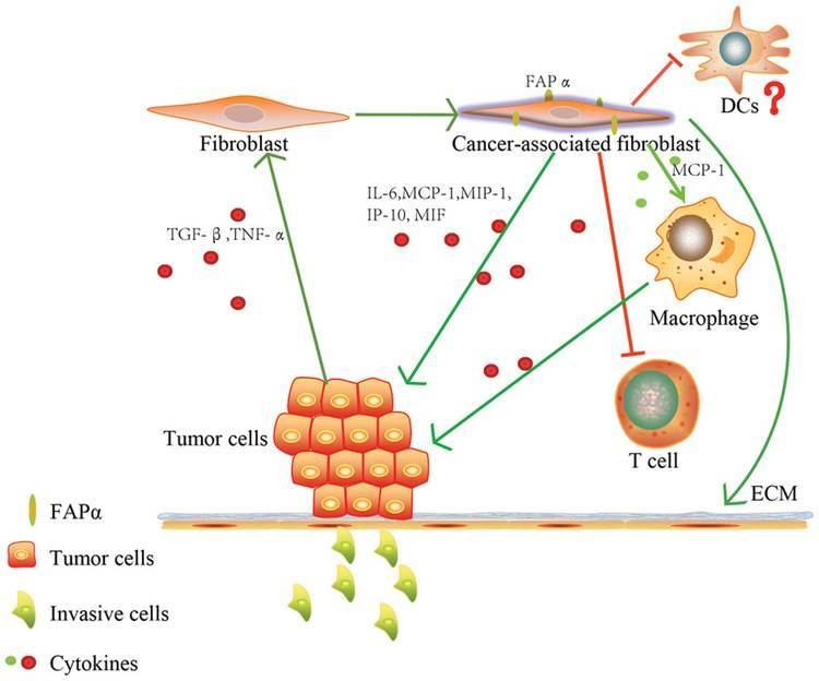 Fibroblast activation protein, alpha Fibroblast activation protein in tumor microenvironment Recent